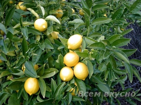 Лимон – хранитель иммунитета.