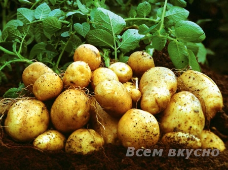 Картофель – основа русского стола.