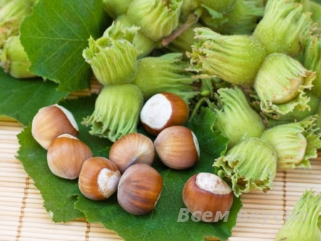 Фундук – лесной орех.