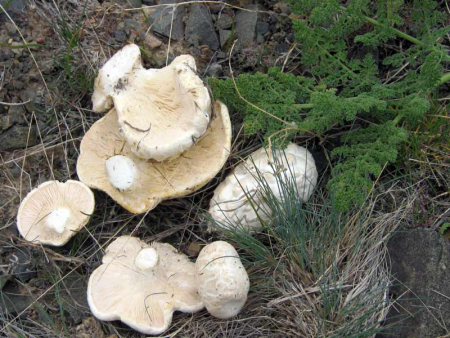 Белый степной гриб.