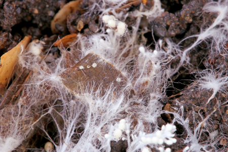 Мицелий, грибница (mycelium)